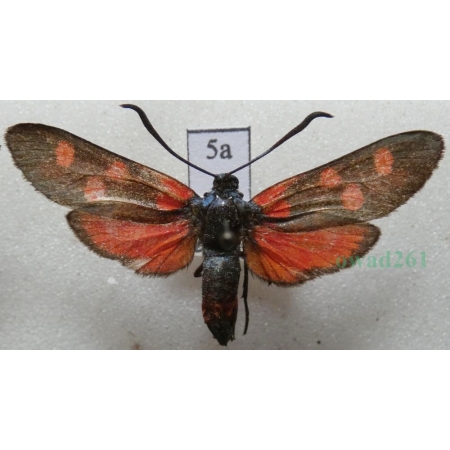 Zygaena ephialtes (Linnaeus, 1767) Kraśnik goryszowiec Deutschland5a